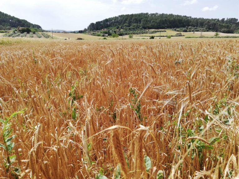 El Precio De Los Alimentos Sube Por El Aumento Del Az Car Y Los L Cteos