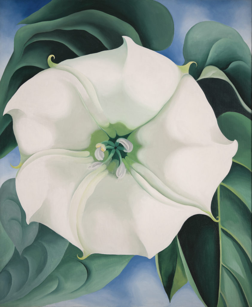 estramonio flor blanca 1
