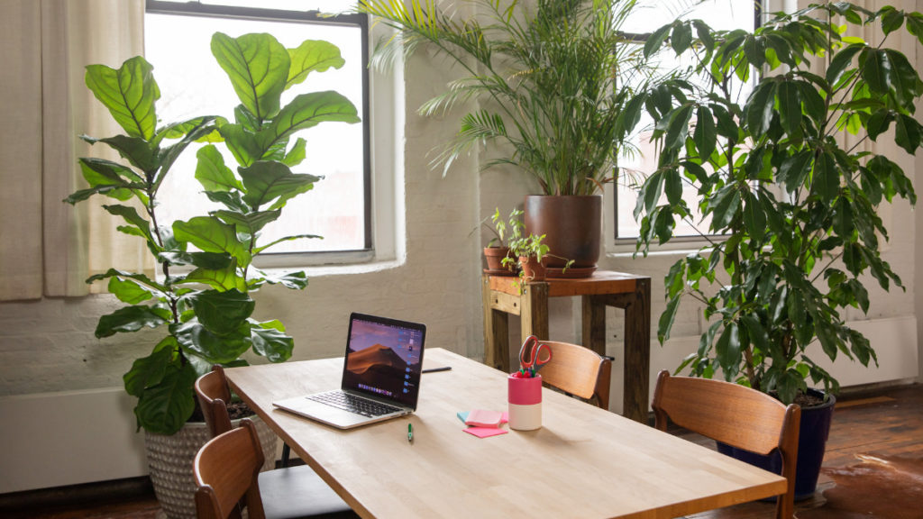 Las mejores plantas para embellecer y purificar la oficina