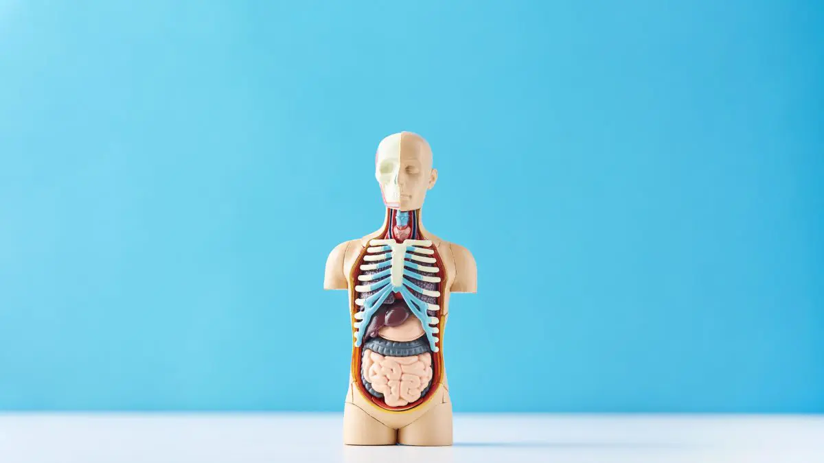 Cuerpo humano