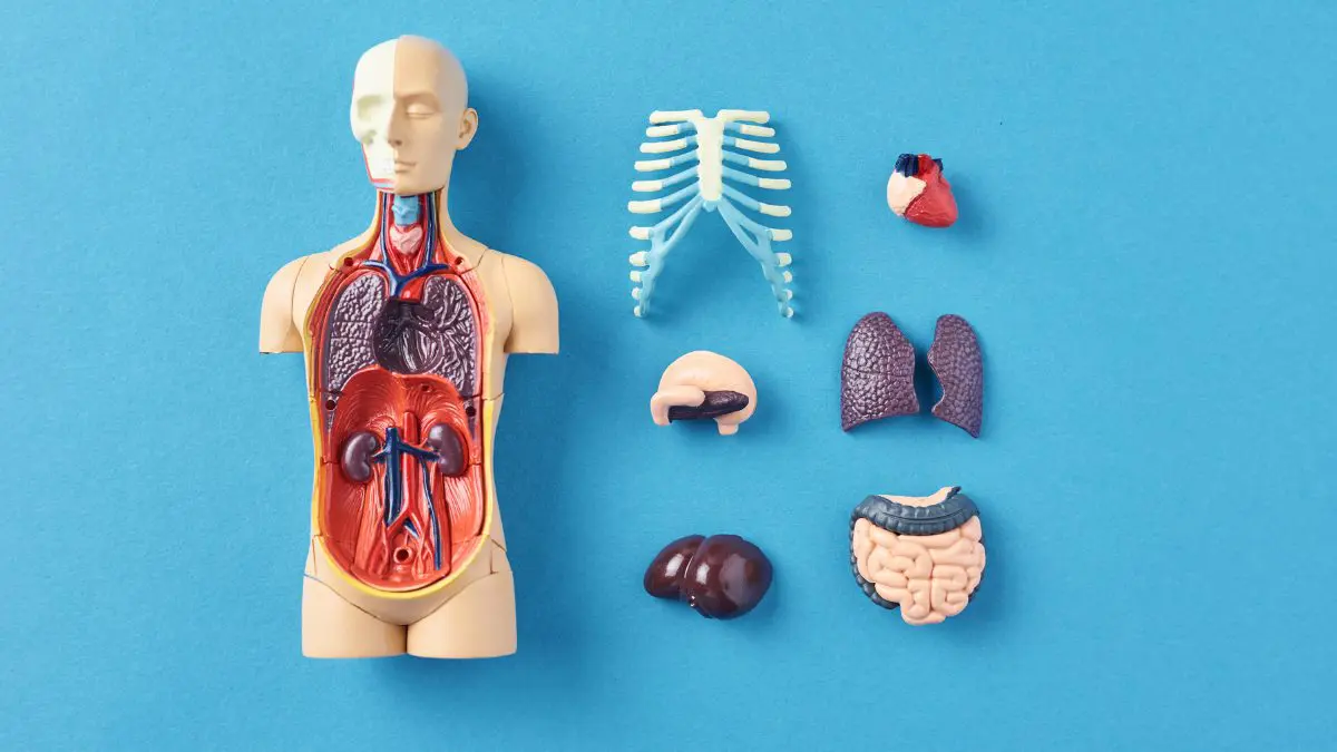 Cuerpo humano