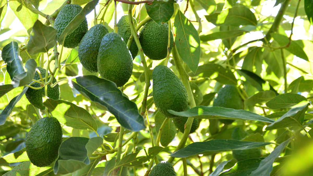 Cultivos de aguacate