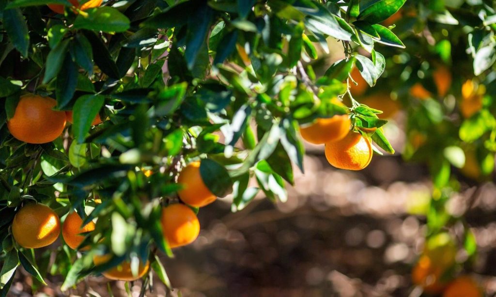 Una empresa cordobesa, contra las mandarinas del rey de Marruecos