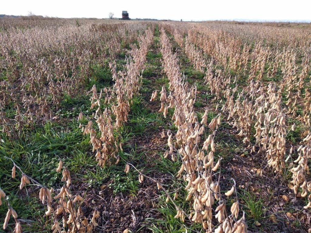 China frena la importación de troncos y soja de tres empresas de EE.UU.