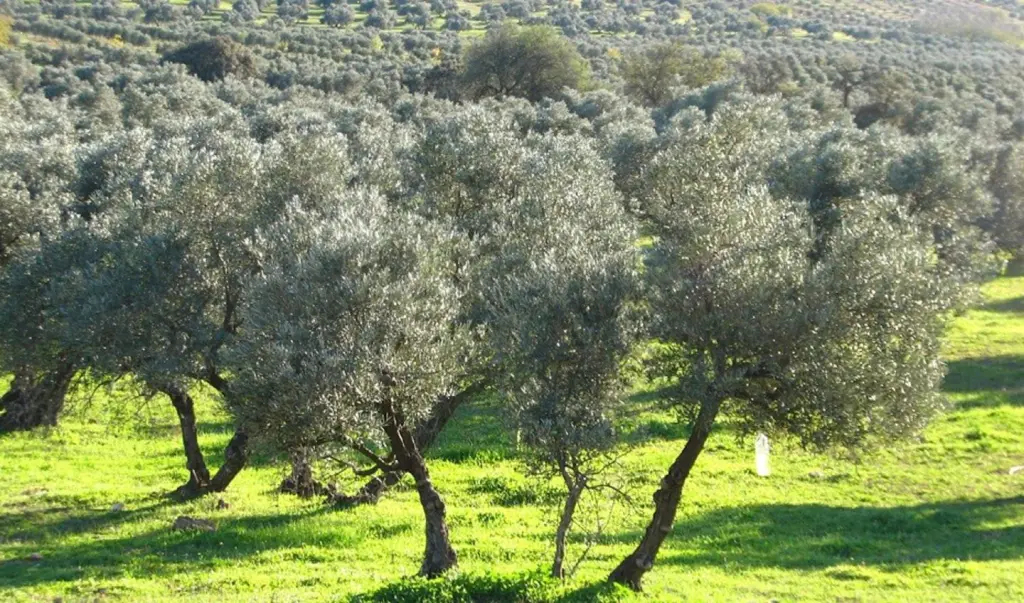 COAG alerta de una posible manipulación de precios en el aceite de oliva que podría costar 2.800 millones
