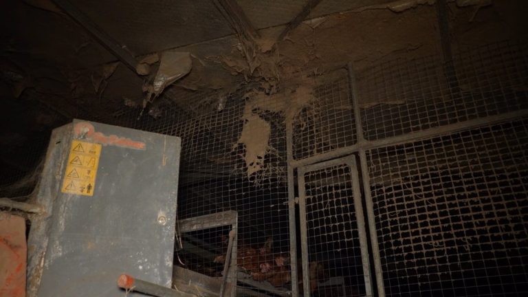 Denuncian granja en Mallorca donde gallinas viven con cadáveres, ratas y suciedad extrema