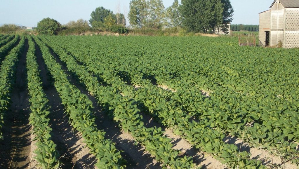 Asaja alerta que Bruselas quiere suprimir ayudas a cultivadores de tabaco, productores de vino y jubilados