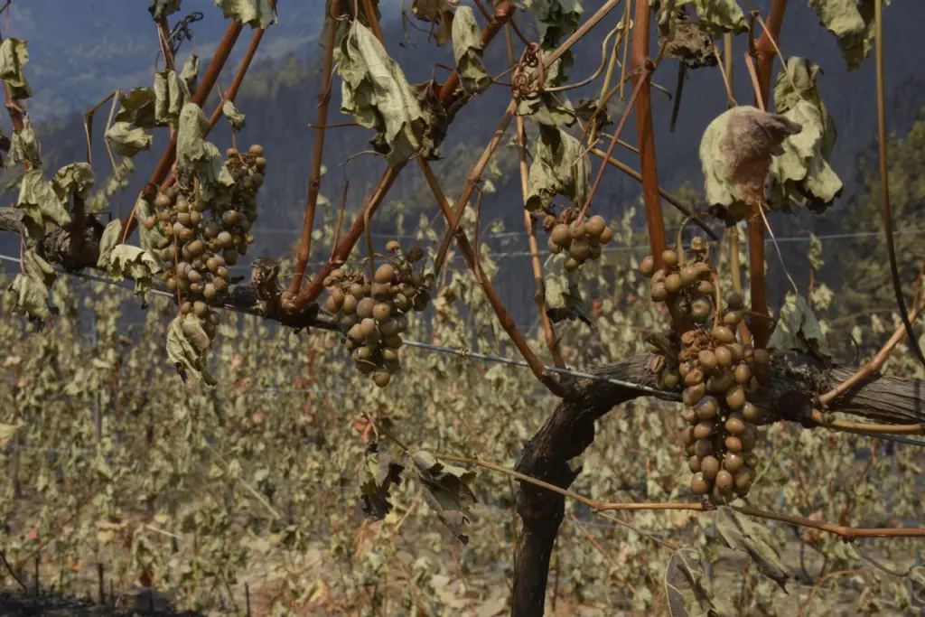 Agroseguro cifra en 2,8 millones las indemnizaciones por incendios, récord de superficie afectada
