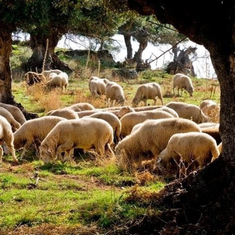 Andalucía critica al Ministerio por no reunir a las comunidades ante el brote de lengua azul