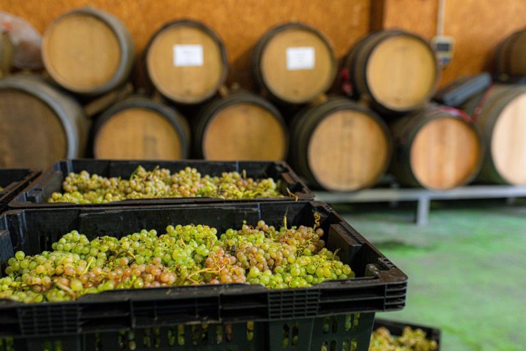 Las Denominaciones de Origen aseguran rentas agrícolas y benefician territorios, revela un estudio