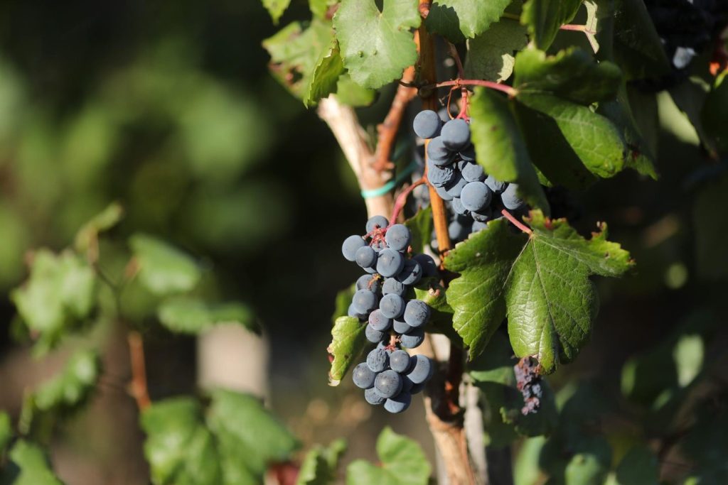 España lidera la UE en producción ecológica con casi tres millones de hectáreas cultivadas