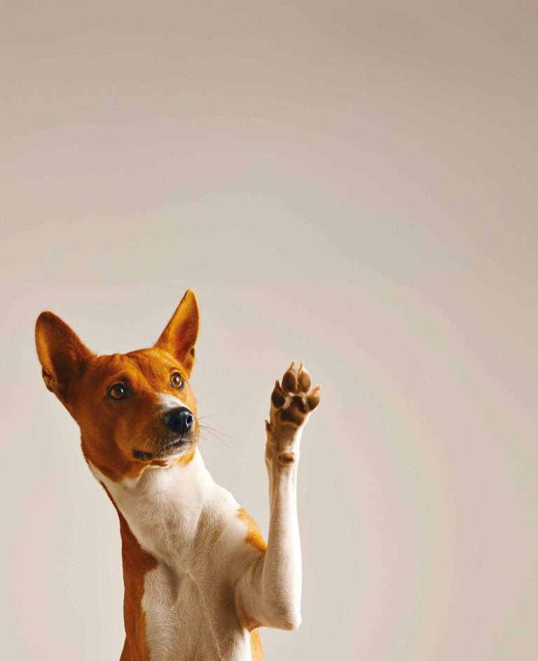 A.M.A. Seguros se adentra en el mercado de animales de compañía con 'AMA Mascotas'