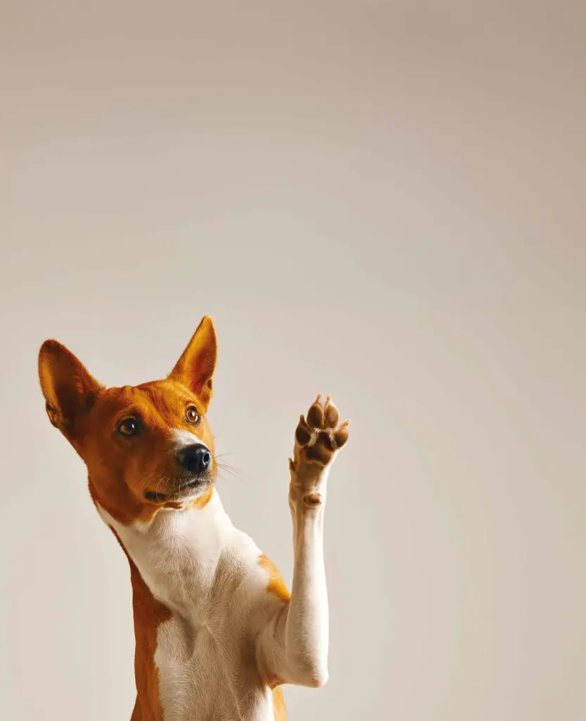 A.M.A. Seguros se adentra en el mercado de animales de compañía con 'AMA Mascotas'
