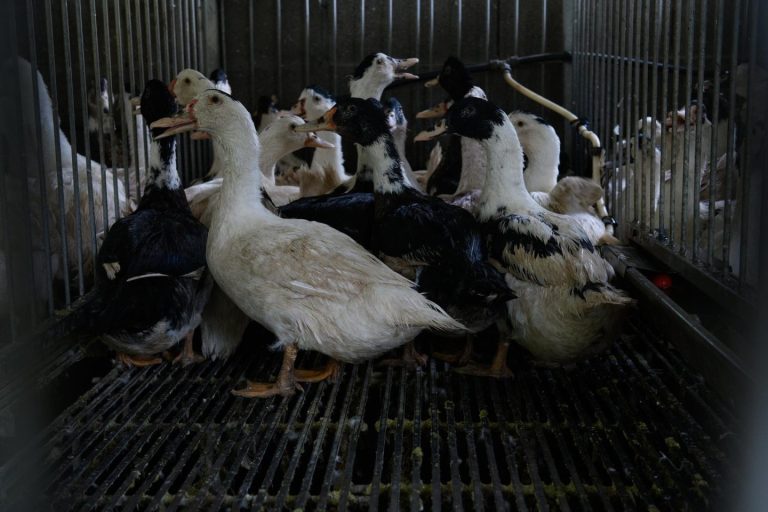 Sumar propone al Congreso prohibir la alimentación forzada en producción de foie gras en España