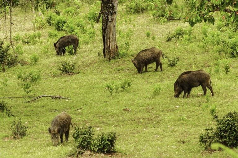 Unión de Uniones pide coordinación entre administraciones para erradicar foco de peste porcina en Barcelona