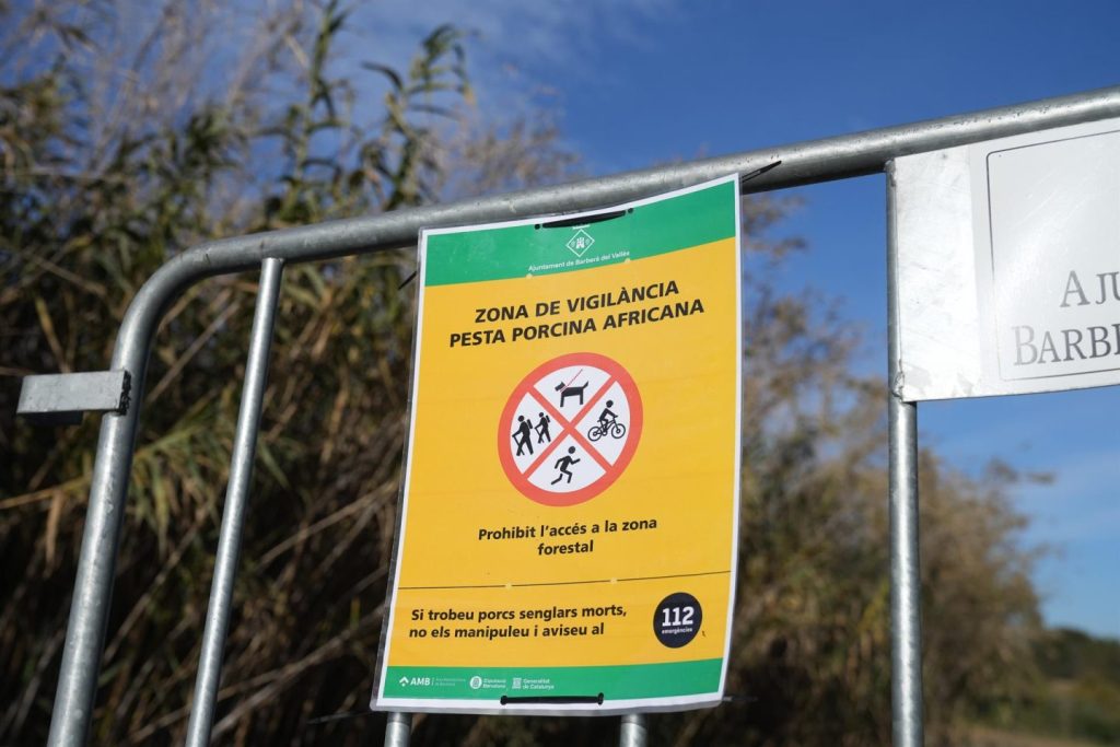 Agents Rurals usa trampas y drones para capturar jabalíes en zona de bajo riesgo de peste porcina