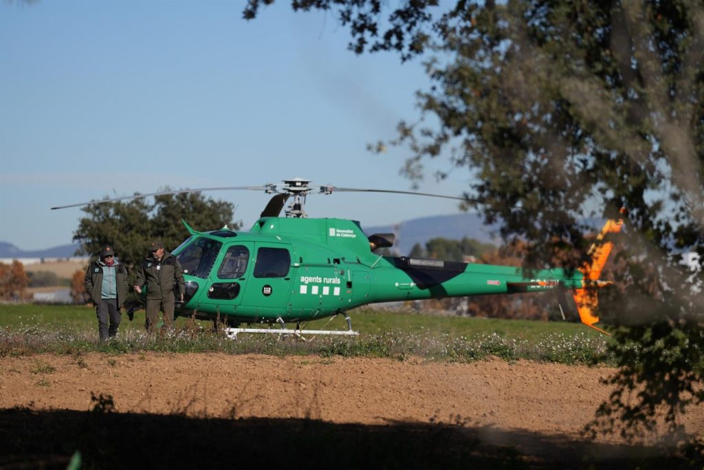 Agricultores exigen al Gobierno sacrificar 40.000 cerdos por peste porcina africana en Barcelona