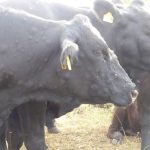 Bruselas considera injustificados aranceles chinos de hasta el 42,7% a los lácteos europeos