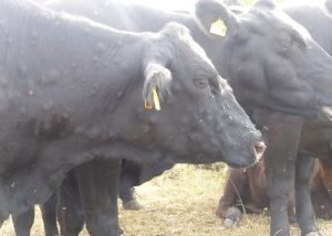 Bruselas considera injustificados aranceles chinos de hasta el 42,7% a los lácteos europeos