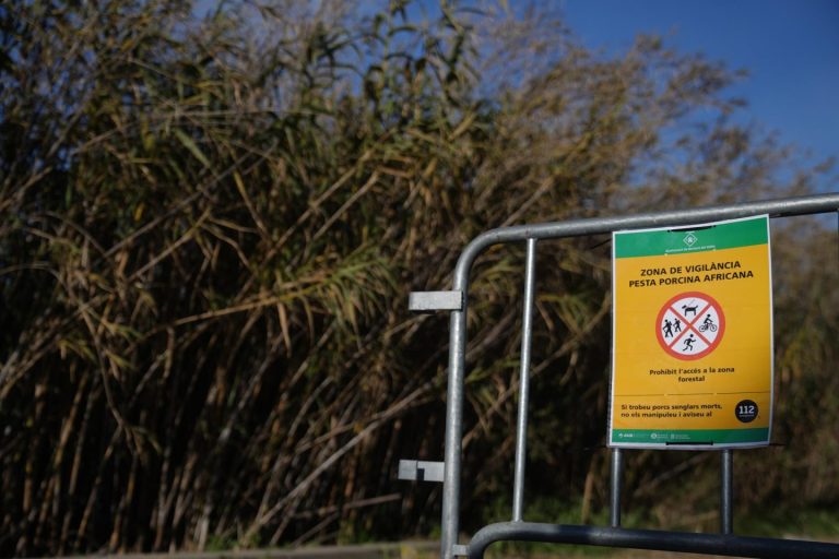 El positivo de PPA en Sant Cugat no obliga a cambiar el perímetro de alto riesgo de 6 km.