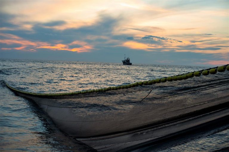 Euskadi estudiará cómo amortiguar pérdidas tras reducción del 70% en la cuota del verdel para 2026