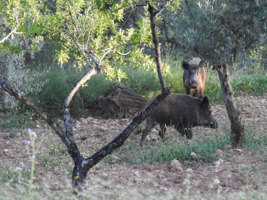Extremadura tranquiliza a ganaderos ante la peste porcina y programa reunión esta semana