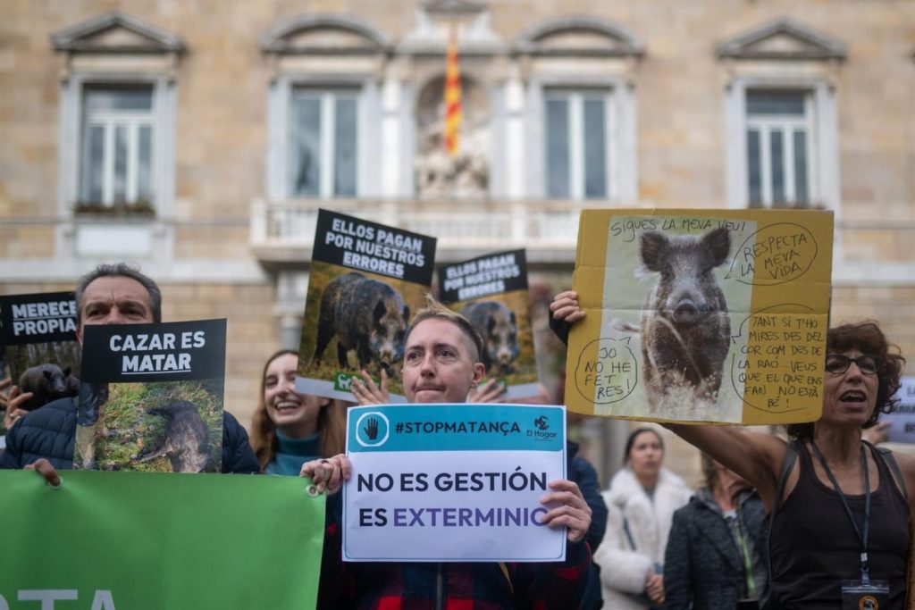 Más de 200 personas protestan en Barcelona contra la matanza de jabalíes por la peste porcina africana