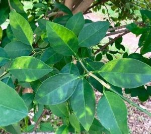 La Unió y AVA-Asaja solicitan ayudas y control por clorosis amarilla en cítricos valencianos