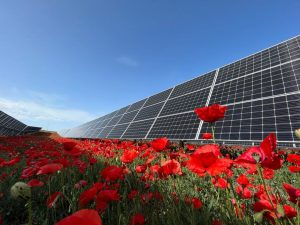 Solaria invierte 150 millones en baterías con la compra de 516 MWh para sus plantas solares en España