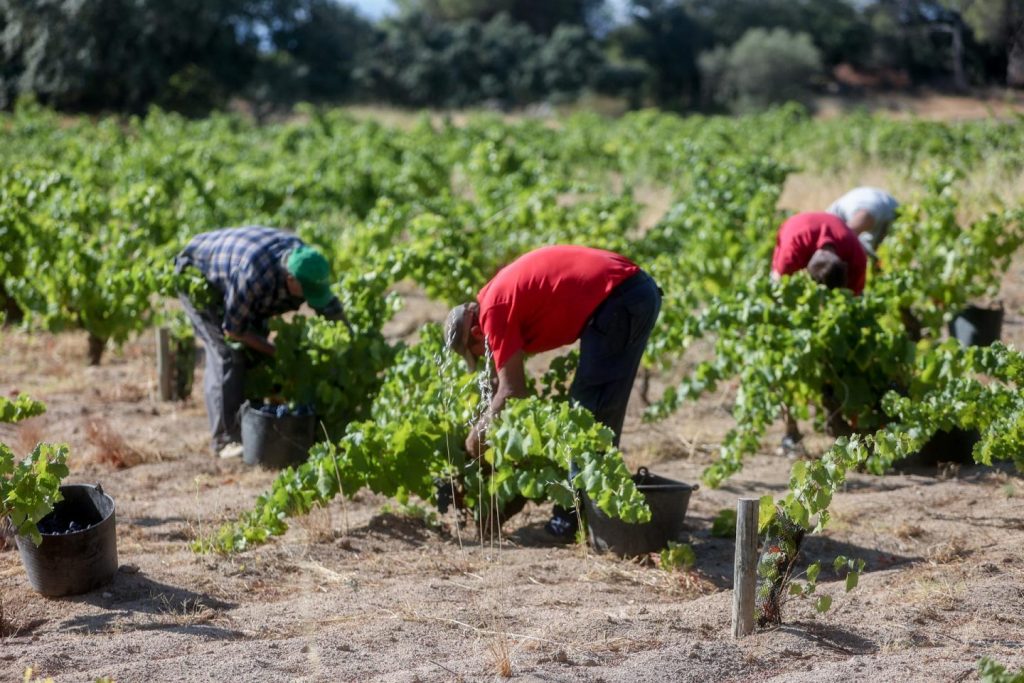 Subida del SMI reduce 17% trabajadores agrarios y 16,5% del hogar desde 2018 en Seguridad Social