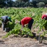 Subida del SMI reduce 17% trabajadores agrarios y 16,5% del hogar desde 2018 en Seguridad Social