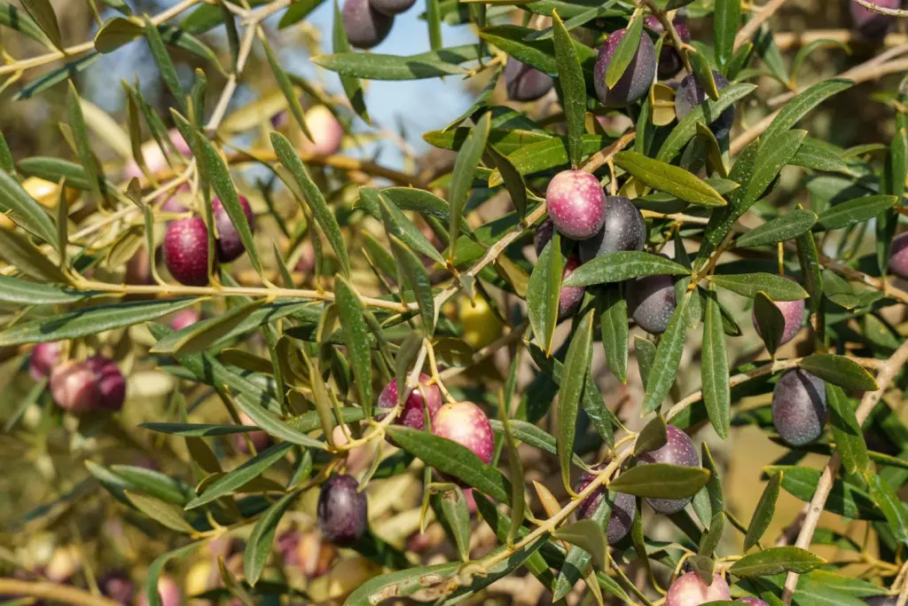 Asaja prevé menos aceite de oliva por clima y costes altos, pese al buen ritmo de ventas.
