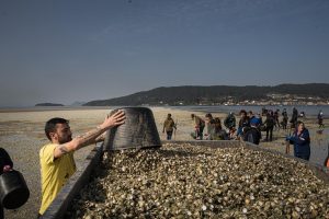 El marisqueo en Galicia sufre una crisis por lluvias, afectando la recuperación de bivalvos.