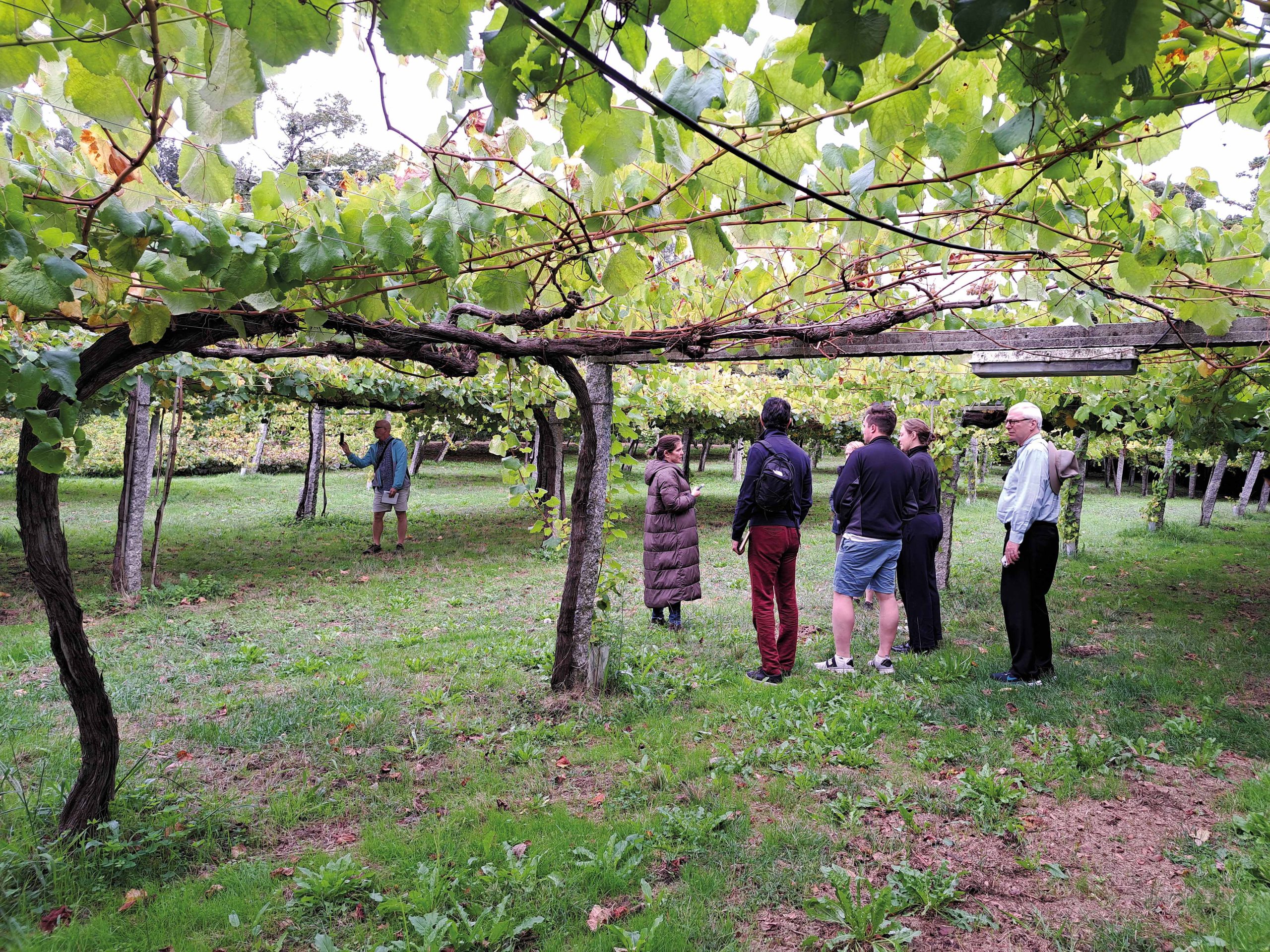 Paseo por los viñedos y vinos de Galicia