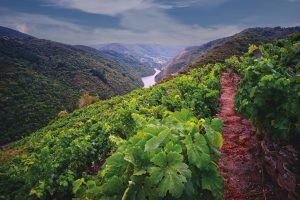 Paseo por los viñedos y vinos de Galicia