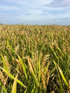 UPA critica la ineficacia de las cláusulas del Parlamento Europeo para proteger el arroz español