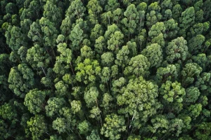 Bruselas quiere incluir el café soluble y excluir el cuero en la ley contra la deforestación europea