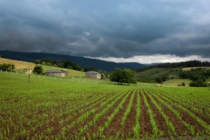 El mercado de fincas rústicas crece un 4,3% en marzo frente a la caída en compraventas de viviendas
