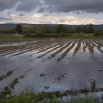 La cosecha de la patata en Galicia podría caer un 25% por las inundaciones invernales