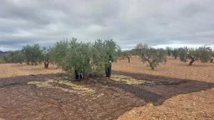 UPA reclama una Ley de Agricultura Familiar para frenar la compra masiva de tierras por fondos