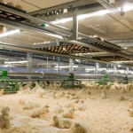 Agricultura confirma casos de enfermedad de Newcastle en granjas de seis comunidades autónomas