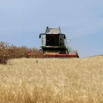 COAG calcula una caída del 34,4% en la producción de cereal en Castilla y León por el calor