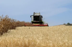 COAG calcula una caída del 34,4% en la producción de cereal en Castilla y León por el calor