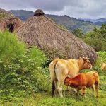 COAG avisa del desplome de las cotizaciones del vacuno de carne por el acuerdo UE-Mercosur