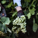 El Gobierno modifica la norma de la PAC para garantizar en 2028 las ayudas al vino y la miel