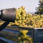 La D.O. Cava aprueba medidas estructurales para adaptar su modelo productivo al clima