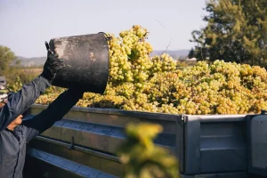 La D.O. Cava aprueba medidas estructurales para adaptar su modelo productivo al clima