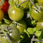 Los agricultores extremeños prevén hasta un 40% de merma en la campaña del tomate por calor