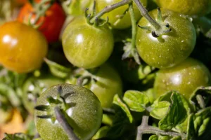 Los agricultores extremeños prevén hasta un 40% de merma en la campaña del tomate por calor