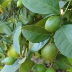 Asaja Alicante prevé un aumento moderado de la producción de limón de entre el 5% y el 10%